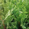 Emerald Green Arborvitae Tree - 3 Starter Plants - Privacy Evergreen - Bare Root Landscape