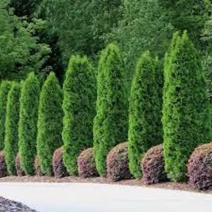 Emerald Green Arborvitae Tree - 3 Starter Plants - Privacy Evergreen - Bare Root Landscape