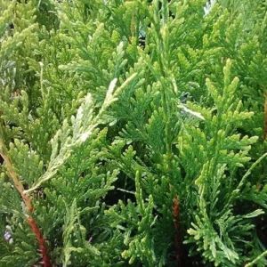 Emerald Green Arborvitae Tree - 3 Starter Plants - Privacy Evergreen - Bare Root Landscape