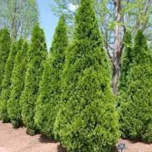 Emerald Green Arborvitae Tree - 3 Starter Plants - Privacy Evergreen - Bare Root Landscape