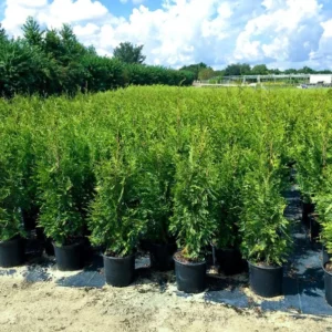 Emerald Green Arborvitae Tree - 3 Starter Plants - Privacy Evergreen - Bare Root Landscape