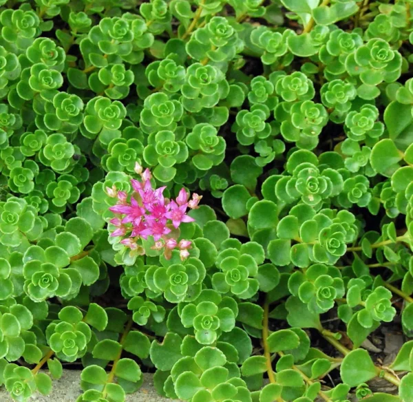 Emerald Green Sedum spurium Makinoi 2.5" Pot - Fairy Garden House Plant