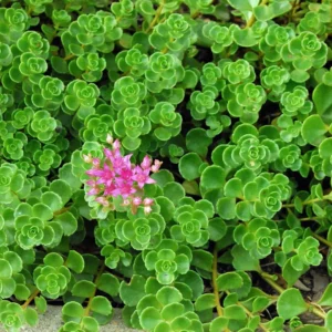 Emerald Green Sedum spurium Makinoi 2.5