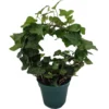 English Ivy Living Wreath - 4 Inch Pot Indoor Plant with Hoop Trellis