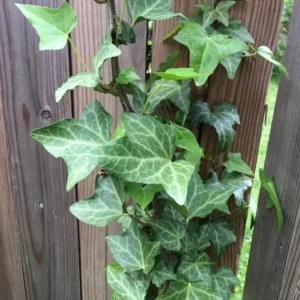 English Ivy Living Wreath - 4 Inch Pot Indoor Plant with Hoop Trellis