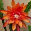 Epiphyllum Orchid Cactus - 2 Live Plants per Pot - Queen of the Night - 4-6 Inch Succulent