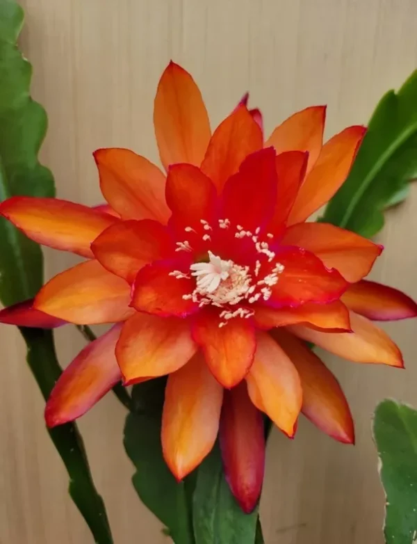 Epiphyllum Orchid Cactus - 2 Live Plants per Pot - Queen of the Night - 4-6 Inch Succulent