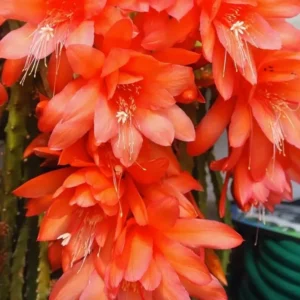 Epiphyllum Orchid Cactus - 2 Live Plants per Pot - Queen of the Night - 4-6 Inch Succulent