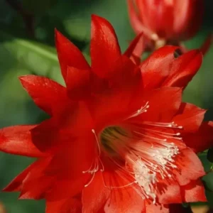 Epiphyllum Orchid Cactus - 2 Live Plants per Pot - Queen of the Night - 4-6 Inch Succulent