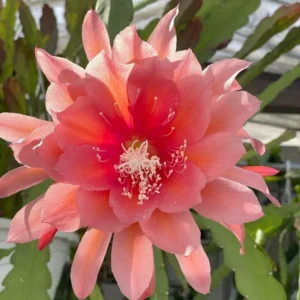 Epiphyllum Orchid Cactus Live Plants - 2 Salmon Succulents, 4-6 Inch, Queen Of The Night