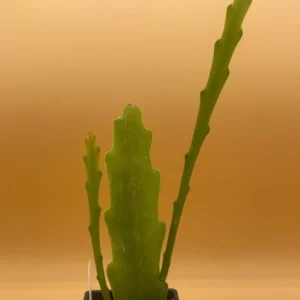 Epiphyllum Orchid Cactus Live Plants - 2 Salmon Succulents, 4-6 Inch, Queen Of The Night