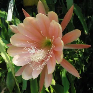 Epiphyllum Orchid Cactus Live Plants - 2 Salmon Succulents, 4-6 Inch, Queen Of The Night