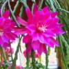 Epiphyllum Oxypetalum Orchid Cactus - 2 Live Plants, 4-6 Inch, Pink Succulent - Queen of the Night