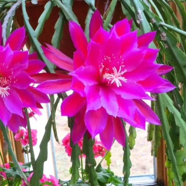 Epiphyllum Oxypetalum Orchid Cactus - 2 Live Plants, 4-6 Inch, Pink Succulent - Queen of the Night