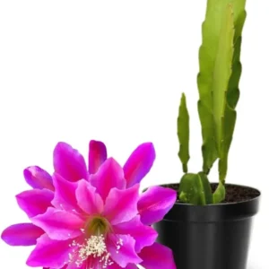 Epiphyllum Oxypetalum Orchid Cactus - 2 Live Plants, 4-6 Inch, Pink Succulent - Queen of the Night