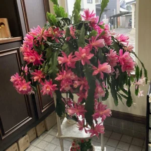 Epiphyllum Oxypetalum Orchid Cactus - 2 Live Plants, 4-6 Inch, Pink Succulent - Queen of the Night