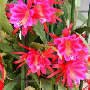 Epiphyllum Oxypetalum Orchid Cactus - 2 Live Plants, 4-6 Inch, Pink Succulent - Queen of the Night