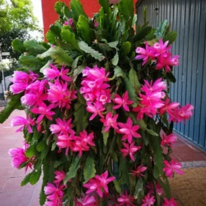 Epiphyllum Oxypetalum Orchid Cactus - 2 Live Plants, 4-6 Inch, Pink Succulent - Queen of the Night