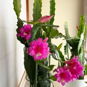 Epiphyllum Oxypetalum Orchid Cactus - 2 Live Plants, 4-6 Inch, Pink Succulent - Queen of the Night