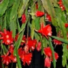 Epiphyllum Oxypetalum Plants - Red Orchid Cactus - 4 Inch Pot - Night Blooming