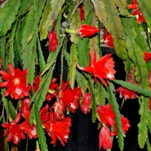 Epiphyllum Oxypetalum Plants - Red Orchid Cactus - 4 Inch Pot - Night Blooming