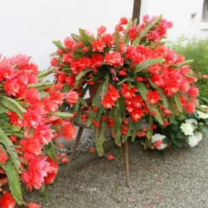 Epiphyllum Oxypetalum Plants - Red Orchid Cactus - 4 Inch Pot - Night Blooming