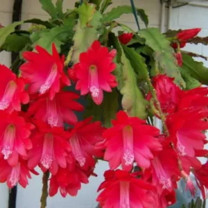 Epiphyllum Oxypetalum Plants - Red Orchid Cactus - 4 Inch Pot - Night Blooming