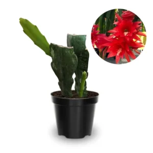 Epiphyllum Oxypetalum Plants - Red Orchid Cactus - 4 Inch Pot - Night Blooming