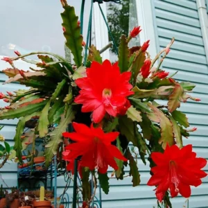Epiphyllum Oxypetalum Plants - Red Orchid Cactus - 4 Inch Pot - Night Blooming