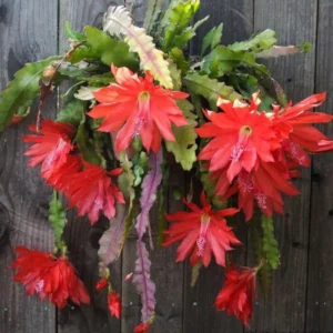 Epiphyllum Oxypetalum Plants - Red Orchid Cactus - 4 Inch Pot - Night Blooming