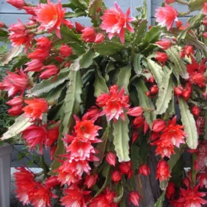 Epiphyllum Oxypetalum Plants - Red Orchid Cactus - 4 Inch Pot - Night Blooming