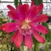 Epiphyllum Sparkling Burgundy Orchid Cactus Rooted Plant 3" Pot Red Flowers