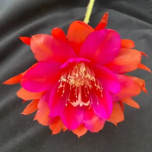 Epiphyllum Sparkling Burgundy Orchid Cactus Rooted Plant 3