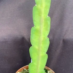 Epiphyllum Sparkling Burgundy Orchid Cactus Rooted Plant 3