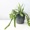 Epiphyllum anguliger Fishbone Cactus - 2.5" Pot - Zig Zag Plant