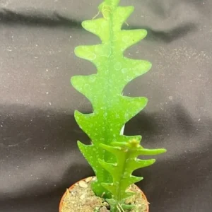 Epiphyllum anguliger Fishbone Cactus - 2.5