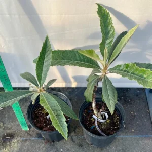 Eriobotrya Japonica Gold Nugget Loquat Tree - 1 Gallon Fruit Tree