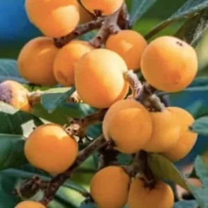 Eriobotrya Japonica Gold Nugget Loquat Tree - 1 Gallon Fruit Tree