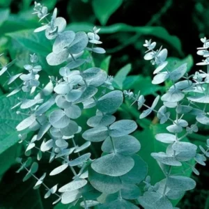 Eucalyptus Silver Dollar Rooted Starter Live Plant - 4 Inch Pot - Blue Foliage Gum Tree