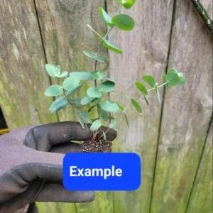 Eucalyptus Silver Dollar Rooted Starter Live Plant - 4 Inch Pot - Blue Foliage Gum Tree