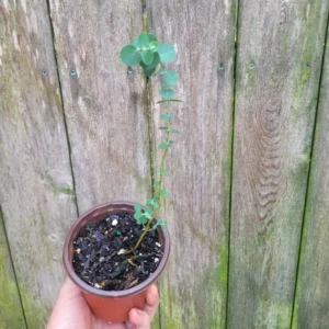 Eucalyptus Silver Dollar Rooted Starter Live Plant - 4 Inch Pot - Blue Foliage Gum Tree