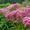 Eupatorium Baby Joe Live Plant - Healthy Starter Butterfly Plant - Joe Pye Weed Perennial