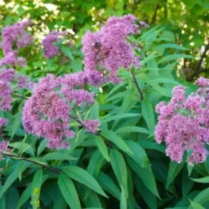 Eupatorium Baby Joe Live Plant - Healthy Starter Butterfly Plant - Joe Pye Weed Perennial