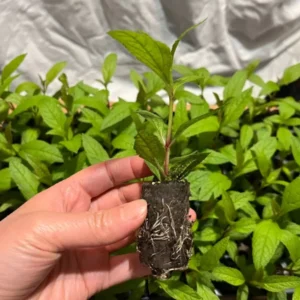 Eupatorium Baby Joe Live Plant - Healthy Starter Butterfly Plant - Joe Pye Weed Perennial