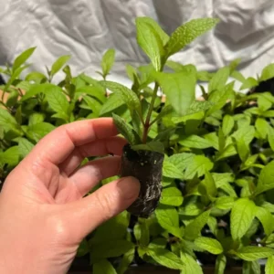 Eupatorium Baby Joe Live Plant - Healthy Starter Butterfly Plant - Joe Pye Weed Perennial