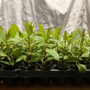 Eupatorium Baby Joe Live Plant - Healthy Starter Butterfly Plant - Joe Pye Weed Perennial