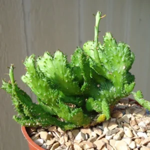 Euphorbia Green Coral Flanaganii Cristata Succulent 4" Pot - Unique Plant