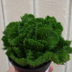 Euphorbia Green Coral Flanaganii Cristata Succulent 4