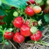 Ever Bearing Strawberry Plants - Bare Root - Large Sweet Berries