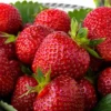 Ever Bearing Strawberry Plants - Red Bare Root for Hanging Baskets and Containers